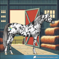 Horse Color:White Spotted Black Appaloosa