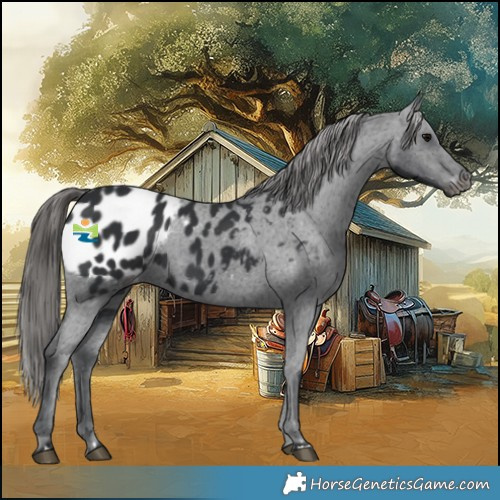 Horse Color:Black Appaloosa 