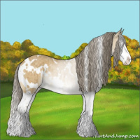 Horse Color:White Spotted Chocolate Palomino Dun Sabino Splash Rabicano Brindle 