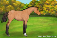 Horse Color:Buckskin Roan 