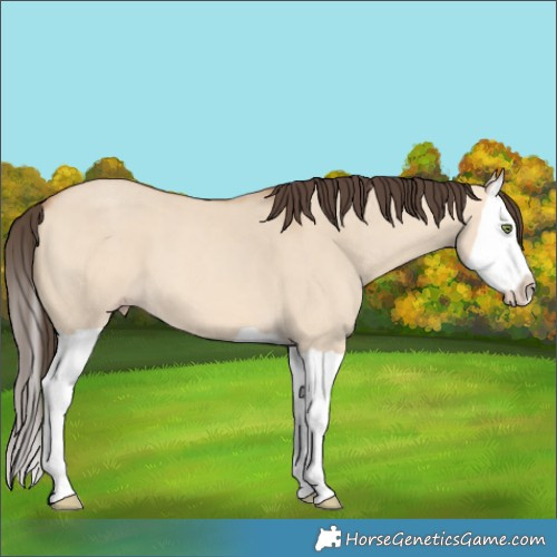 Horse Color:Amber Champagne Dun Splash 