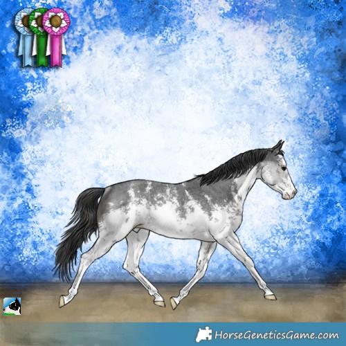Horse Color:White Spotted Black Sabino Rabicano 