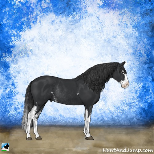 Horse Color:White Spotted Black Sabino Splash Rabicano 