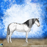 Horse Color:Brown Onyx Sabino Splash Frame Rabicano