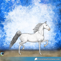 Horse Color:Black Sabino Splash 