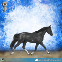 Horse Color:Black Sabino Rabicano 