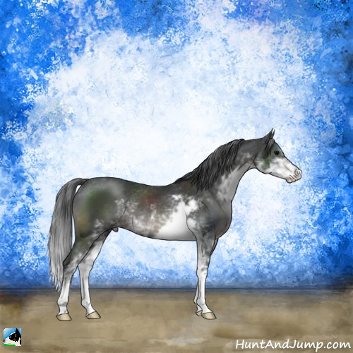 Horse Color:Black Sabino Rabicano 