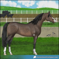 Horse Color:Brown Dun 