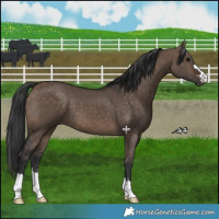 Horse Color:Brown Dun 