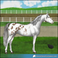 Horse Color:Liver Red Dun Sabino Appaloosa 