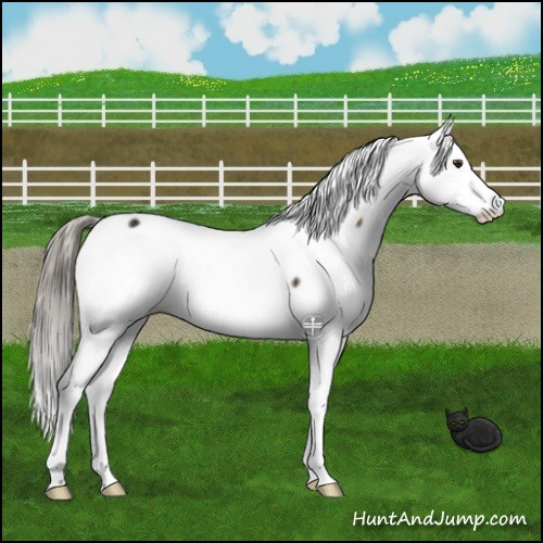 Horse Color:Liver Red Dun Mushroom Appaloosa Brindle 