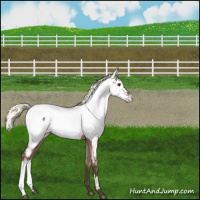 Horse Color:Liver Red Dun Mushroom Appaloosa 