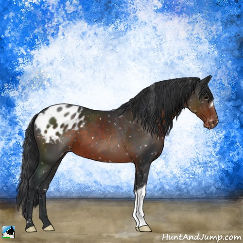 Horse Color:Brown Appaloosa 