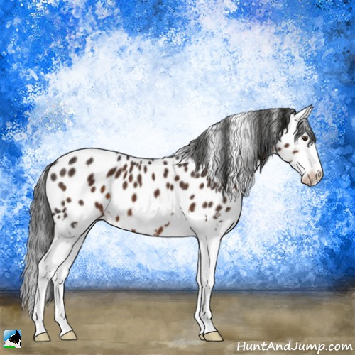 Horse Color:Liver Chestnut Splash Appaloosa 