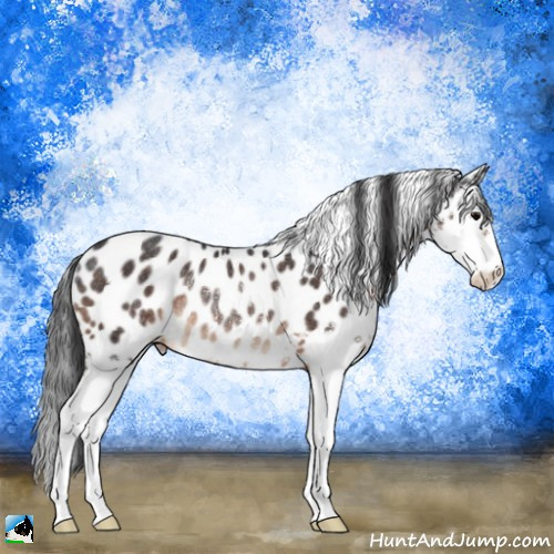 Horse Color:Brown Splash Appaloosa Rabicano 