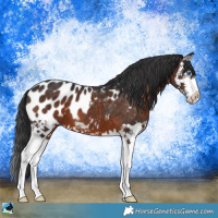 Horse Color:Brown Splash Appaloosa 