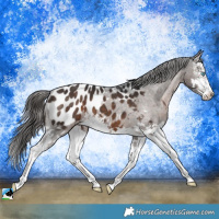 Horse Color:Brown Splash Near Leopard 