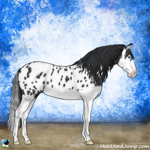 Horse Color:Black Splash Appaloosa 