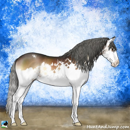 Horse Color:Liver Red Onyx Mushroom Splash Appaloosa 