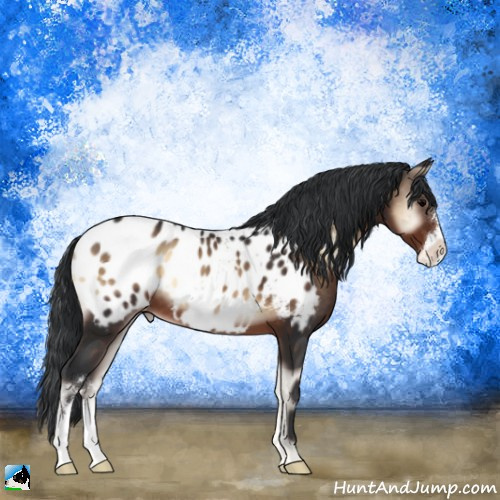 Horse Color:Brown Onyx Appaloosa 