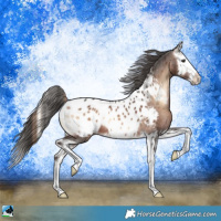 Horse Color:Liver Red Onyx Splash Appaloosa 