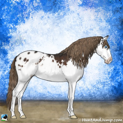 Horse Color:Liver Chestnut Splash Appaloosa 
