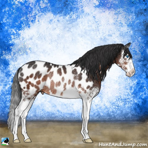 Horse Color:Brown Splash Appaloosa Rabicano 