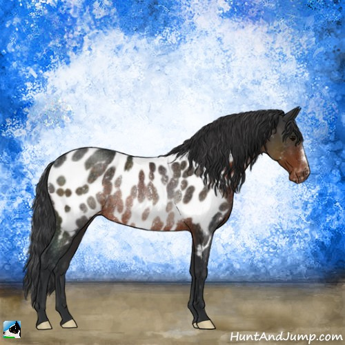 Horse Color:Brown Appaloosa Rabicano 