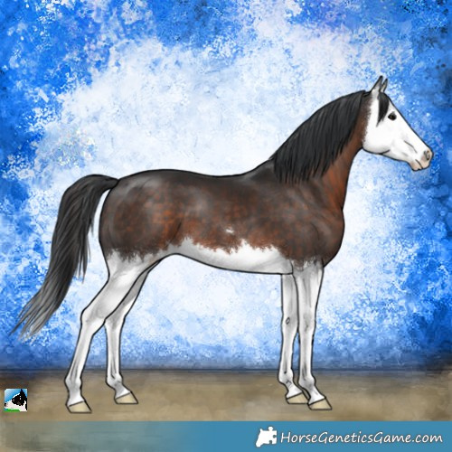 Horse Color:Brown Splash 