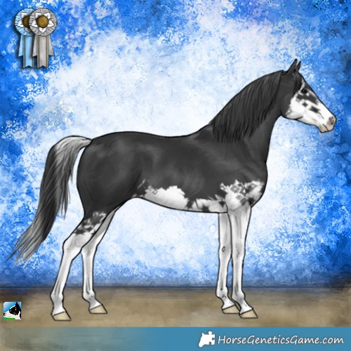 Horse Color:Black Splash 