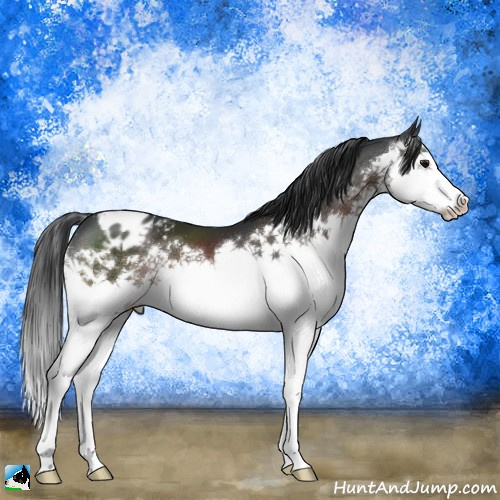 Horse Color:Brown Mushroom Splash Appaloosa 