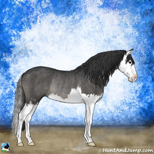 Horse Color:Black Sabino Splash Rabicano 