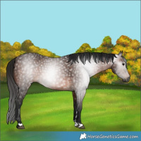 Horse Color:Gray Bay 