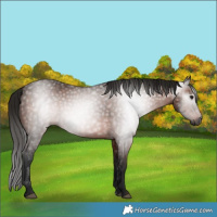 Horse Color:Gray Bay 