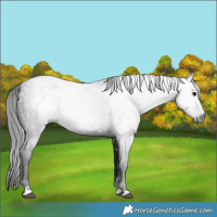 Horse Color:Gray Black 
