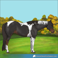 Horse Color:Liver Chestnut Tobiano 
