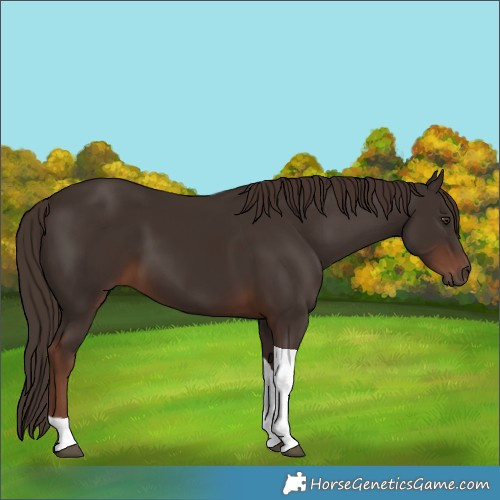 Horse Color:Liver Chestnut Tobiano 