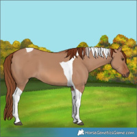 Horse Color:Red Dun Tobiano 