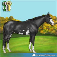 Horse Color:Liver Chestnut Appaloosa 