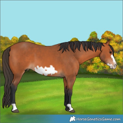 Horse Color:Bay Frame 