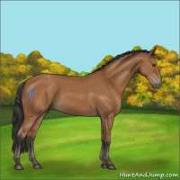 Horse Color:Bay 