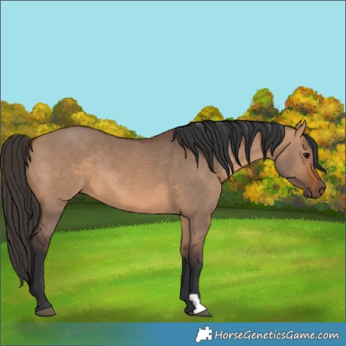 Horse Color:Bay Dun