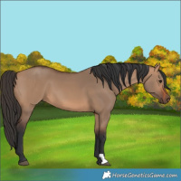 Horse Color:Bay Dun