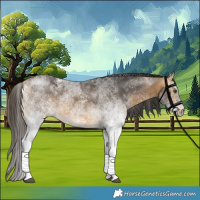 Horse Color:White Spotted Buckskin 