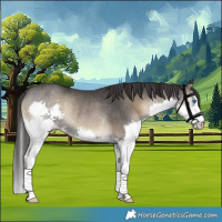 Horse Color:White Spotted Smoky Blue Onyx Splash Rabicano