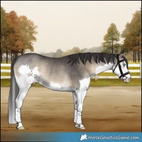 Horse Color:White Spotted Smoky Blue Onyx Splash Rabicano 