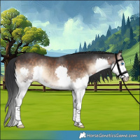 Horse Color:Brown Onyx Splash Rabicano 