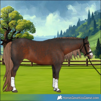 Horse Color:Liver Chestnut 