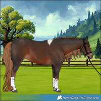 Horse Color:Liver Chestnut Tobiano