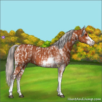 Horse Color:Bay Sabino Rabicano and Silver Bay Sabino Rabicano